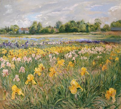 Cottage e campo di iris da Timothy Easton